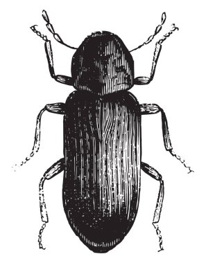 Anobium pertinax, vintage illüstrasyon kazınmış. Endüstriyel ansiklopedi E.-O. Lami - 1875