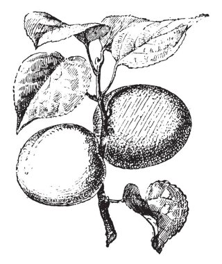 Kayısı, vintage illüstrasyon kazınmış. Sözlük kelimeler ve şeyler - Larive ve Fleury - 1895