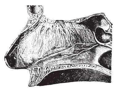 Boyuna bölüm burun vintage illüstrasyon kazınmış.