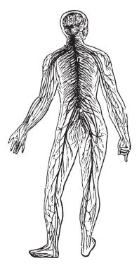 Sinir sistemleri, vintage oyma.