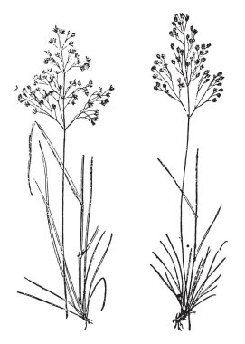 Saç çim çim, saç çim flexueuse, vintage oyulmuş illüstrasyon. Sözlük kelimeler ve şeyler - Larive ve Fleury - 1895