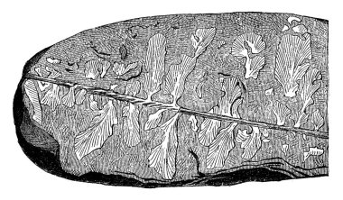 Bilinen en eski karasal bitki. Eopteris Morierei, 1878 alan Silüriyen, vintage oyulmuş şekilde bulundu. Adam 1886 önce toprak.  