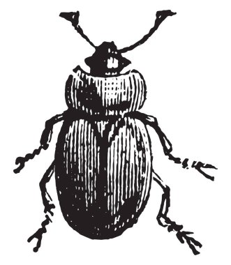 SAP böceği, vintage oyma.