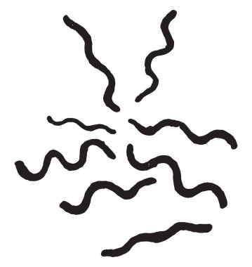 Depreşen spirillum, vintage illüstrasyon kazınmış.