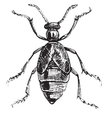 Meloe, vintage oyulmuş illüstrasyon