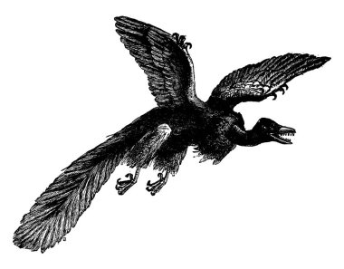 Archeopteryx (en eski fosil kuş) keşfetti, vintage oyulmuş illüstrasyon. Adam 1886 önce toprak. 