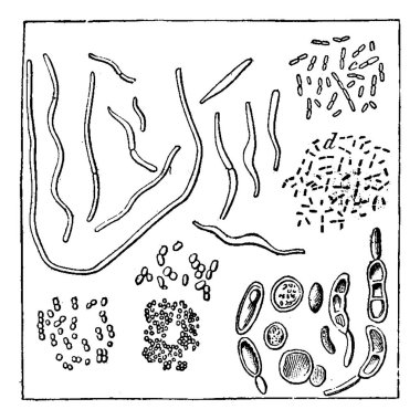 Atmosferik mikroplar çapı, bir, b. vibrio, c, d. bakteri 1000 kez büyütülmüş, f, g, h. çeşitli, ı. torule çeşitli Micrococcus, vintage oyulmuş illüstrasyon. Adam 1886 önce toprak. 
