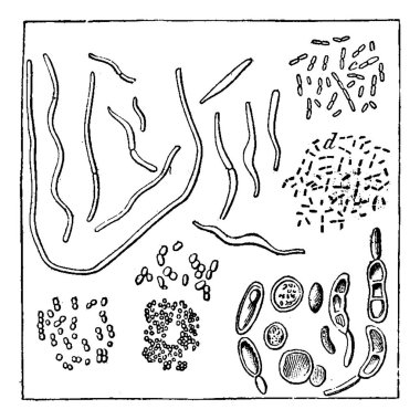 Atmospheric germs, magnified 1000 times in diameter, a, b. vibrio, c, d. bacteria, f, g, h. Micrococcus various, i. torule varied, vintage engraved illustration. Earth before man  1886.  clipart