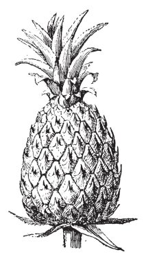 Ananas, vintage illüstrasyon kazınmış. Sözlük kelimeler ve şeyler - Larive ve Fleury - 1895