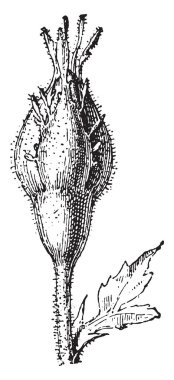 Gül, vintage oyulmuş illüstrasyon. Sözlük kelimeler ve şeyler - Larive ve Fleury - 1895