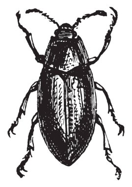 Helops, vintage oyma.