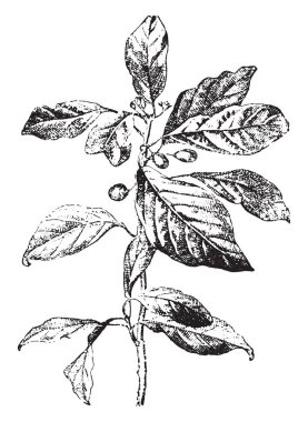 Buckthorn ya da rhamnus, eski oyma resimler. Kelime ve eşyaların sözlüğü - Larive ve Fleury - 1895
