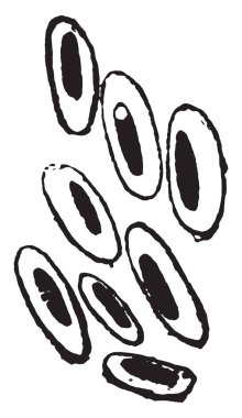 Hinoscleroma Bacillus, vintage illüstrasyon kazınmış.