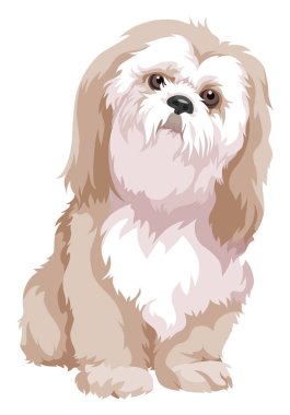 Bolognese köpek vektör çizim