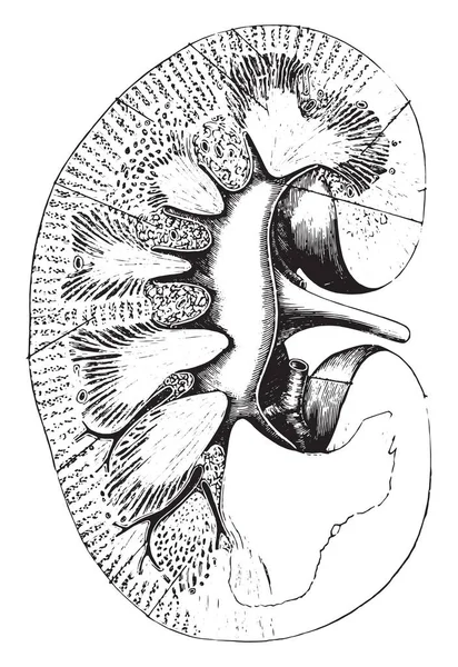 Coupe longitudinale du rein, gravure vintage . — Image vectorielle