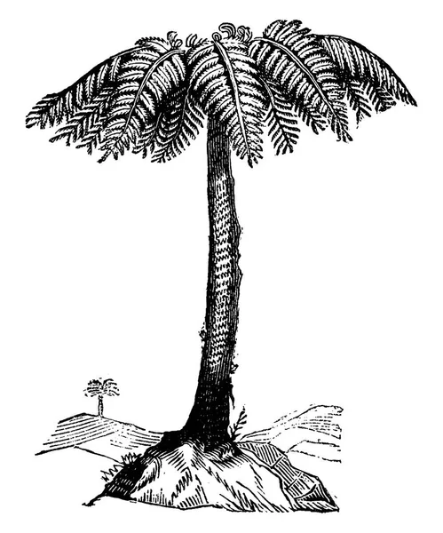 Gravure van de tree fern, vintage. — Stockvector