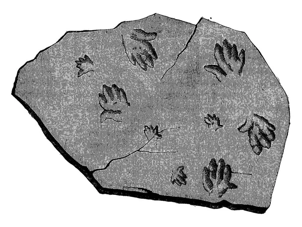 Verfolgten Wir Ihre Schritte Fossile Fußabdrücke Von Labyrinthodon Illustration Mit — Stockvektor