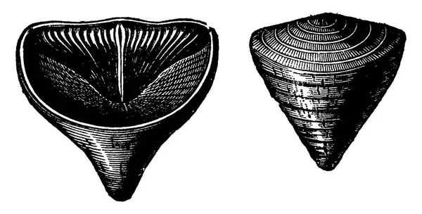 デボン紀の軟体動物腕足類 Calceola Sandalina ヴィンテージには 図が刻まれています 1886 前に地球 — ストックベクタ