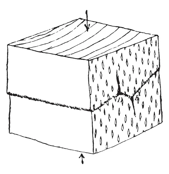 平行于生长轴的压缩, 老式雕刻. — 图库矢量图片