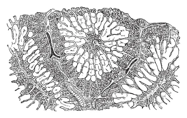 Amyloidu Wątroby Vintage Grawerowane Ilustracja — Wektor stockowy