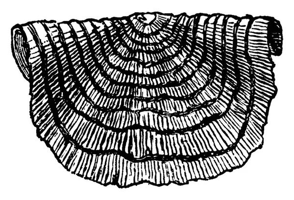 Strophomena ヴィンテージには 図が刻まれています 1886 前に地球 — ストックベクタ