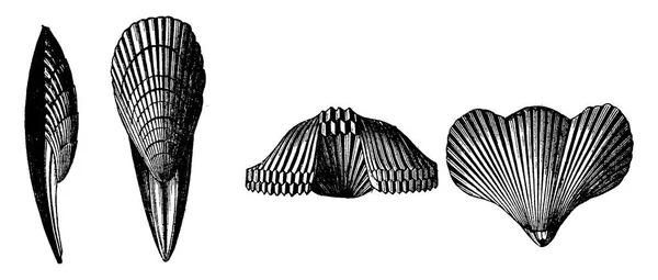 白亜紀の化石 ヴィンテージには 図が刻まれています 1886 前に地球 — ストックベクタ
