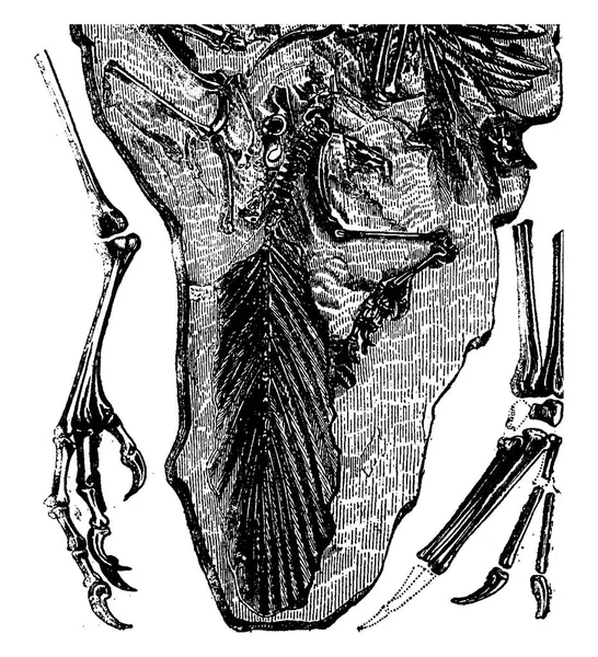 Fossielen Van Archaeopteryx Gevonden Jura Solnhofener Beieren Vintage Gegraveerde Afbeelding — Stockvector
