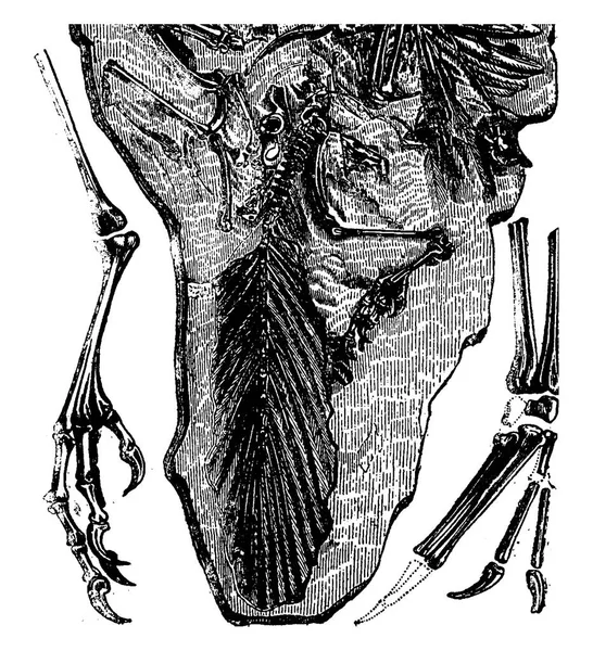 Fósseis Archaeopteryx Encontrados Jurassic Solnhofen Baviera Ilustração Gravada Vintage Terra — Vetor de Stock