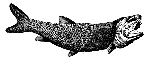 Primeiro Peixe Período Devoniano Cephalaspis Lloydii Pteraspis Rostratus Vintage Gravada —  Vetores de Stock