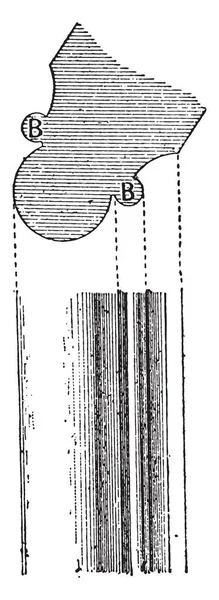 バゲット ヴィンテージには 図が刻まれています Larive フルーリ 1895 — ストックベクタ