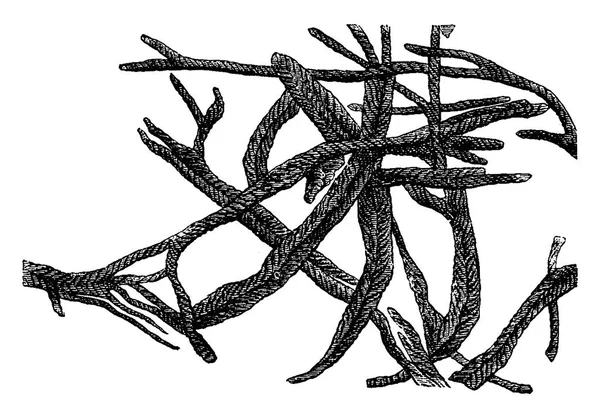 อาย มากกว Chondrites Bolensis ยาวภาพแกะสล นเทจ โลกก อนมน 1886 — ภาพเวกเตอร์สต็อก