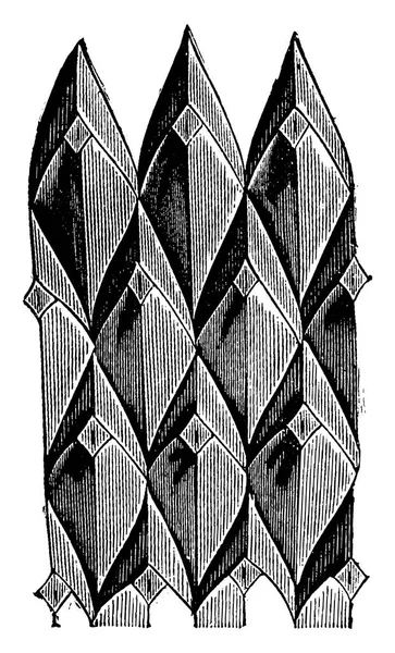 Escamas de lepidodendros, grabado vintage . — Archivo Imágenes Vectoriales