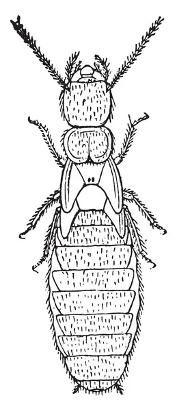 Nymph Second Form Termites Lucifugus Lespes Vintage Engraved Illustration — Stock Vector