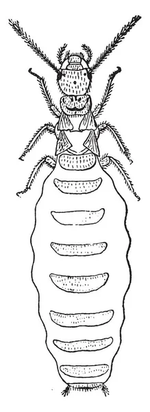 Lespes 빈티지 새겨진된 흰개미 Lucifugus — 스톡 벡터