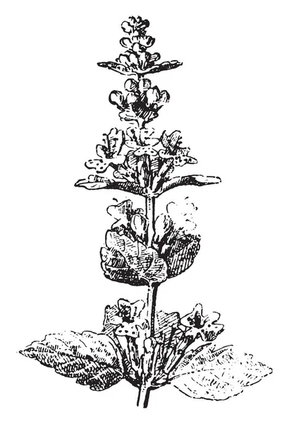 Calamintha Illustrazione Incisa Epoca Dizionario Parole Cose Larive Fleury 1895 — Vettoriale Stock