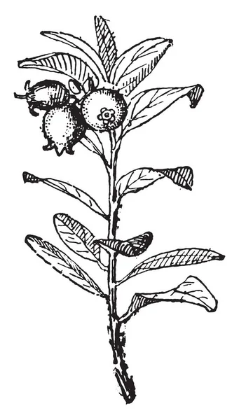 Huckleberry Ilustración Grabada Vintage Diccionario Palabras Cosas Larive Fleury 1895 — Archivo Imágenes Vectoriales