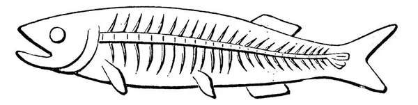第一条鱼 泥盆纪时期 Cephalaspis Lloydii Pteraspis Rostratus 复古刻插图 — 图库矢量图片