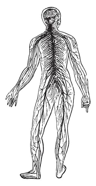 Systèmes nerveux, gravure vintage . — Image vectorielle