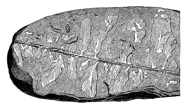 已知最古老的陆地植物 Eopteris Morierei 发现于1878年在田野志留 复古刻插图 地球在人之前1886 — 图库矢量图片