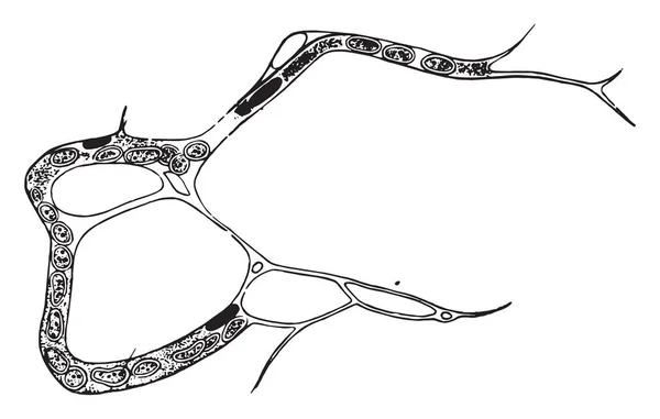 胚胎组织中毛细血管的形成 复古刻插图 — 图库矢量图片