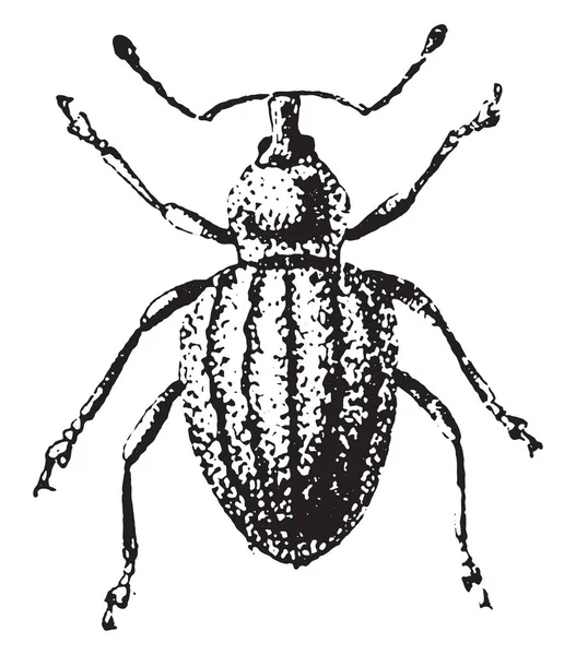 Weevil, Otiorhynchus ligustici, gravure vintage . — Image vectorielle