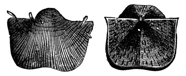 Brachiopods Carboniferous Dönemin Vintage Illüstrasyon Kazınmış Adam 1886 Önce Toprak — Stok Vektör