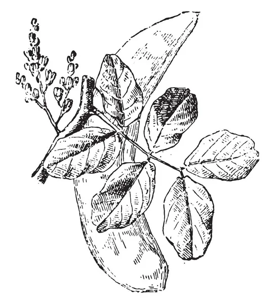 角豆树 复古刻图 词典的单词和东西 Larive 和弗勒 1895年 — 图库矢量图片