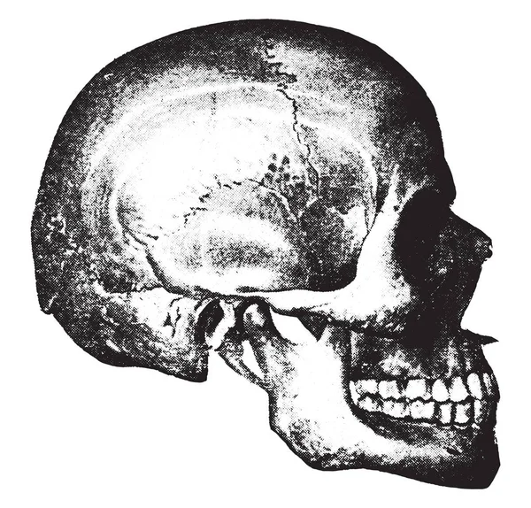 頭蓋骨の側面図 ヴィンテージ刻まれた図 — ストックベクタ