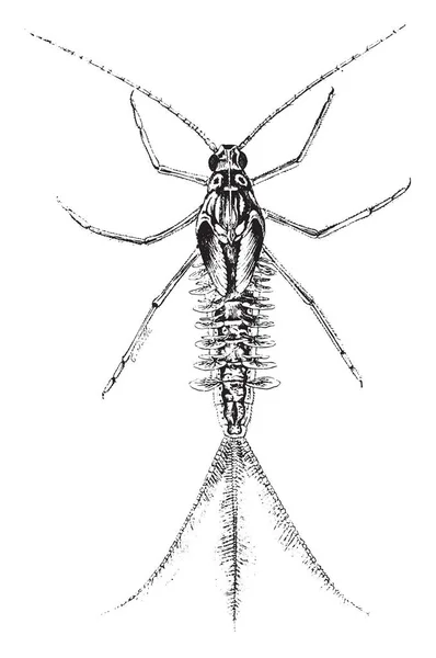 Увеличенный вид личинки дневной мухи, винтажная гравировка . — стоковый вектор