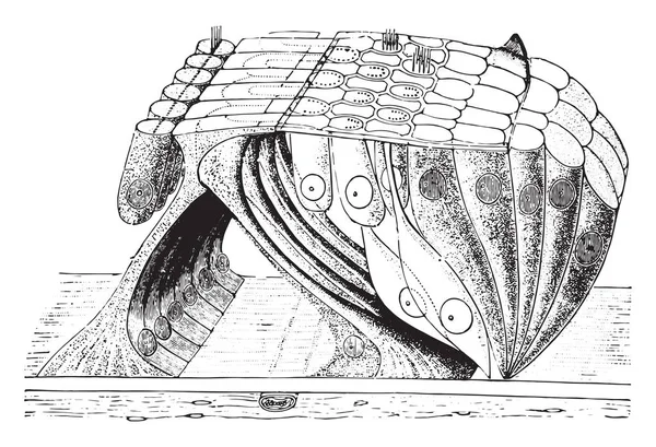 Organo Corti Illustrazione Incisa Epoca — Vettoriale Stock