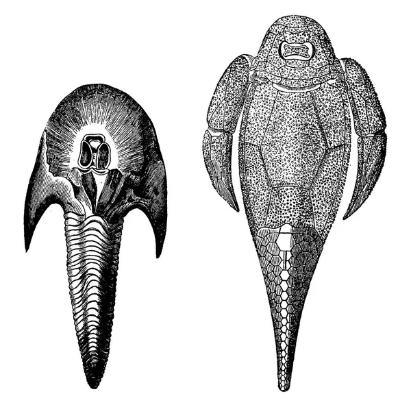 Pierwsze Ryby Dewonu Cephalaspis Lloydii Pteraspis Rostratus Vintage Grawerowane Ilustracja — Wektor stockowy