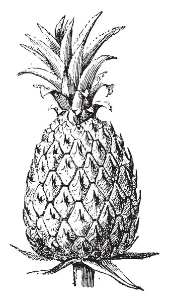 Ananas Vintage Grawerowane Ilustracja Słownik Słów Rzeczy Larive Fleury 1895 — Wektor stockowy