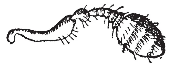 Myelophilus ビンテージの刻まれた図 — ストックベクタ