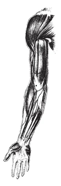 Vista Frontal Músculo Hombro Brazo Antebrazo Ilustración Grabada Vintage — Archivo Imágenes Vectoriales